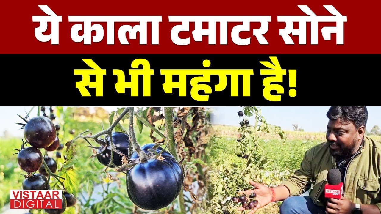 Betul Black Tomatoes: ये काला टमाटर सोने से भी महंगा है! | Tamatar Ki Kheti | MP | Vistaar Digital