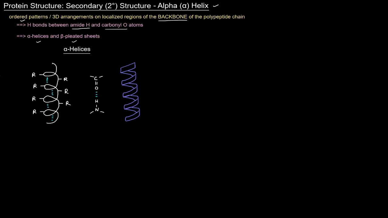 Protein Structure (Part 4 of 10) - Secondary (2°) Structure: Alpha Helix
