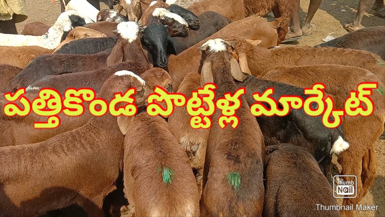 Pattikonda Sheep Market every Monday 5 Am to 12 pm