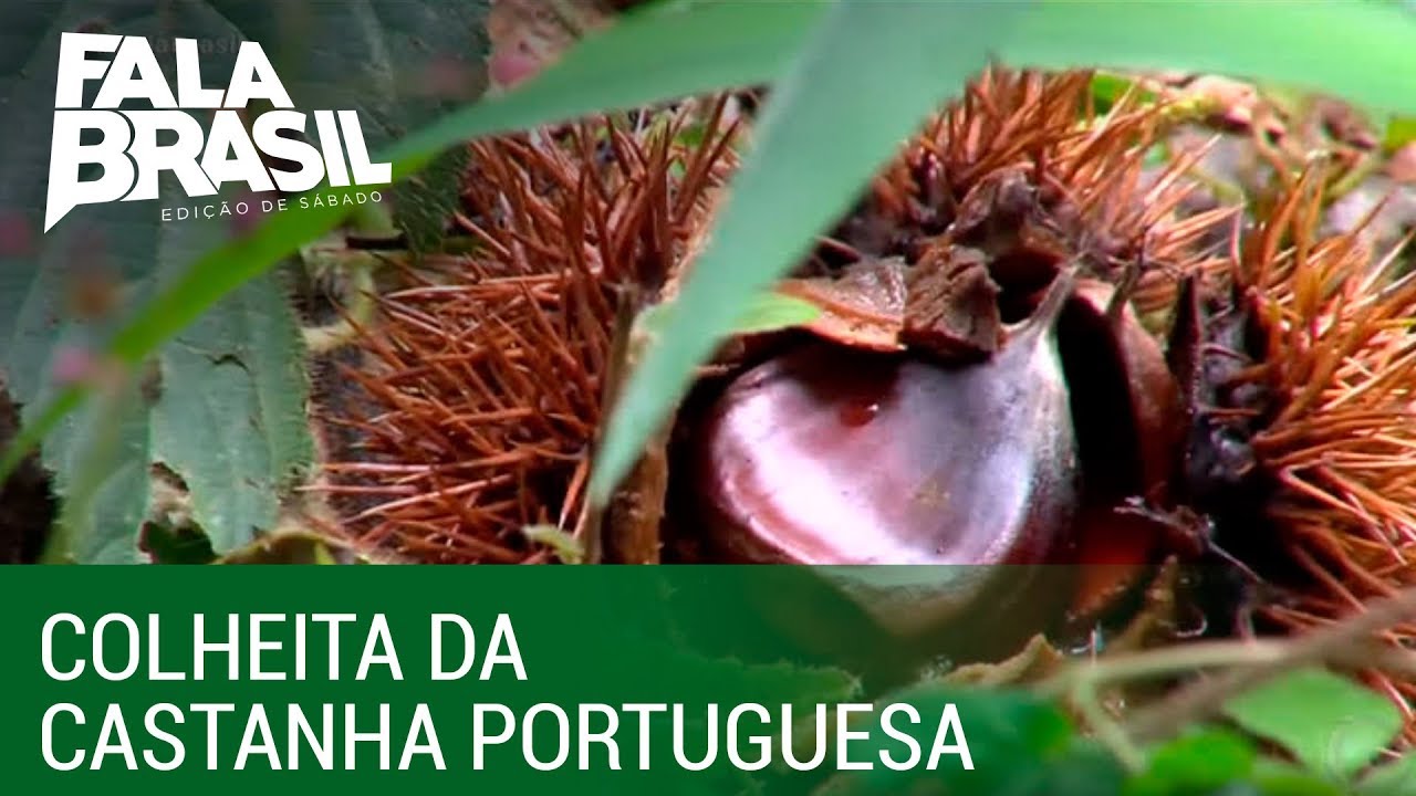 Fala Brasil acompanha a colheita da castanha portuguesa no interior de SP
