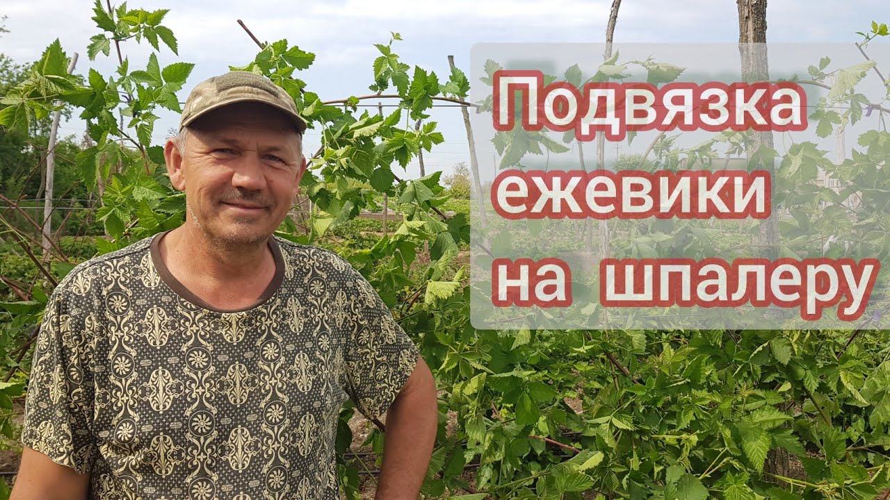Подвязка ежевики на шпалеру и удаление лишних побегов замещения