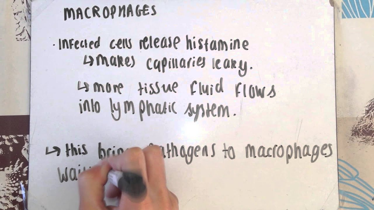 F212 - Pathogen Defence & Antibodies