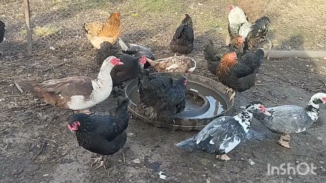 Коровьи гульки 🤣🤣🤣. Вкусная луковая закуска к картошечке, или иясу. Чья мама?
