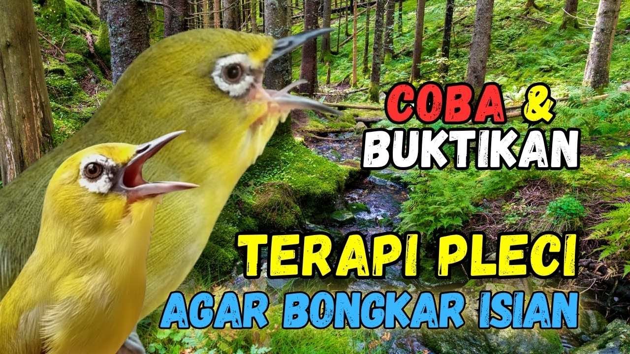Pleci RIBUT Cocok Buat Terapi Pleci Bahan dan Pancingan Pleci Malas Bunyi
