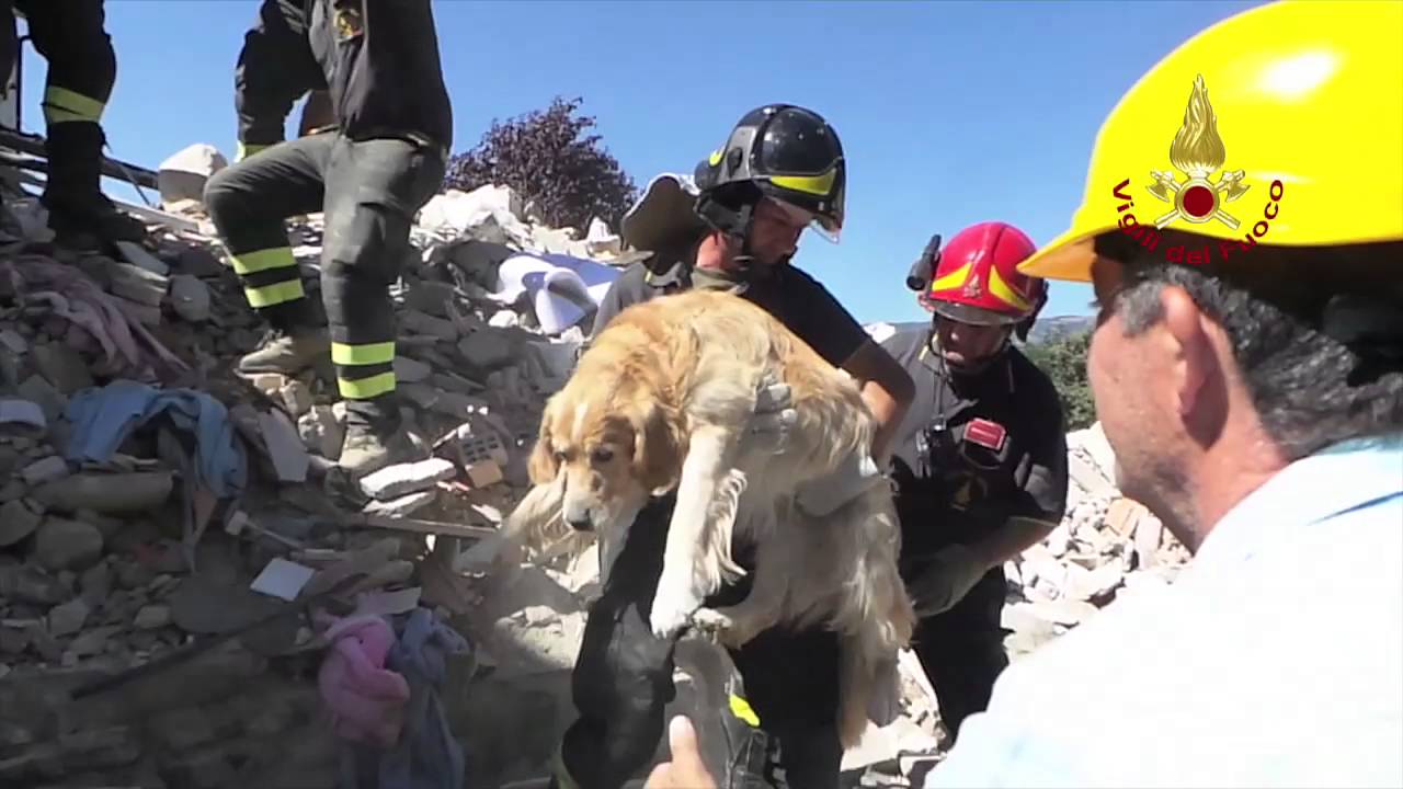 Rieti Amatrice Vigili del Fuoco salvano vivo dalla macerie un golden retriver