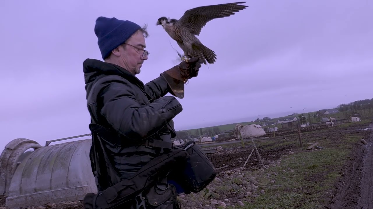 Peregrine falcon, two days with the rooks