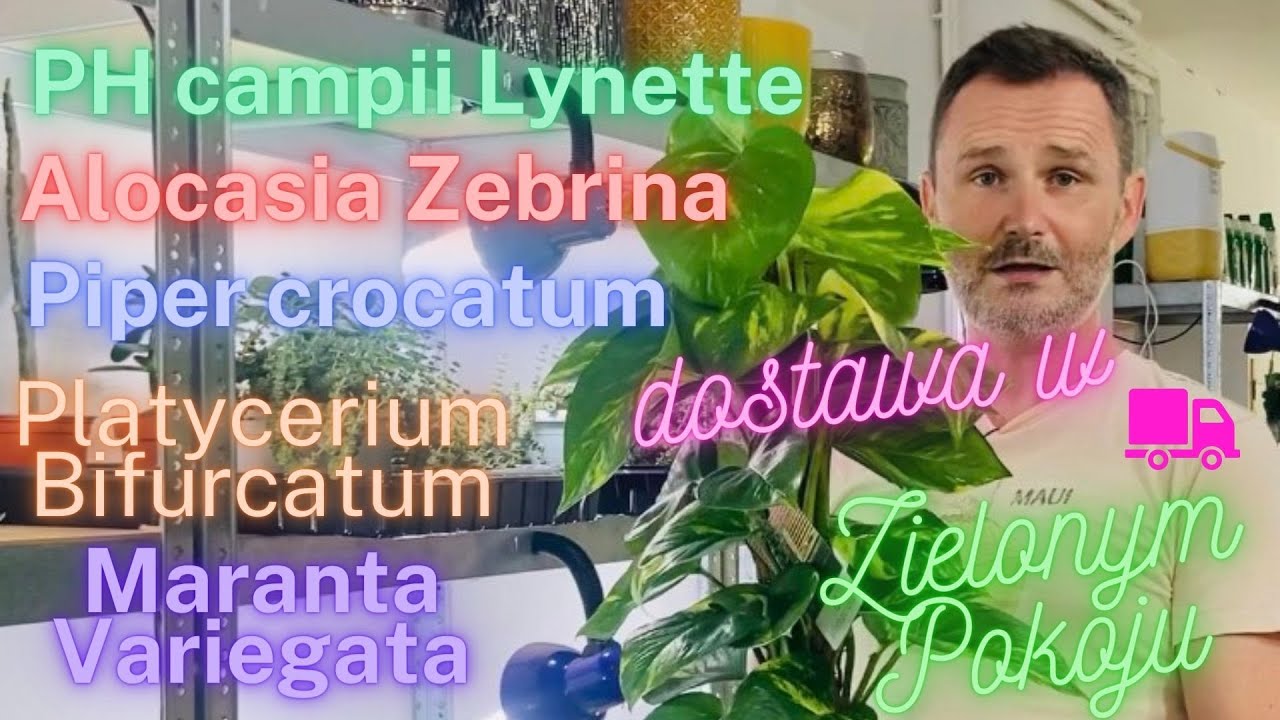 Rośliny łatwe, miłe i kolekcjonerskie w Zielonym Pokoju. Coś dla poczatkujących i wymagających u Nas