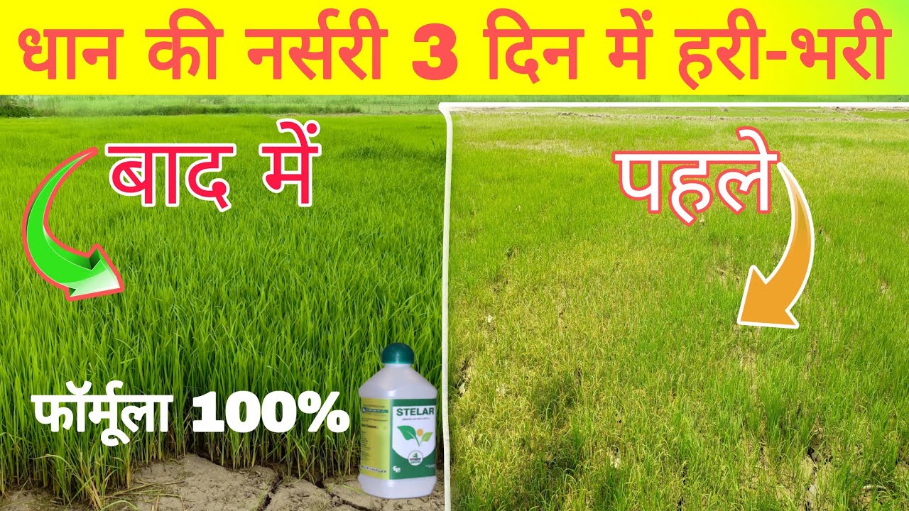 धान की नर्सरी हरी-भरी बड़वार 3 दिन में करें। टॉप फॉर्मूला। पीलापन खत्म dhaan ki nursery hari Kare.