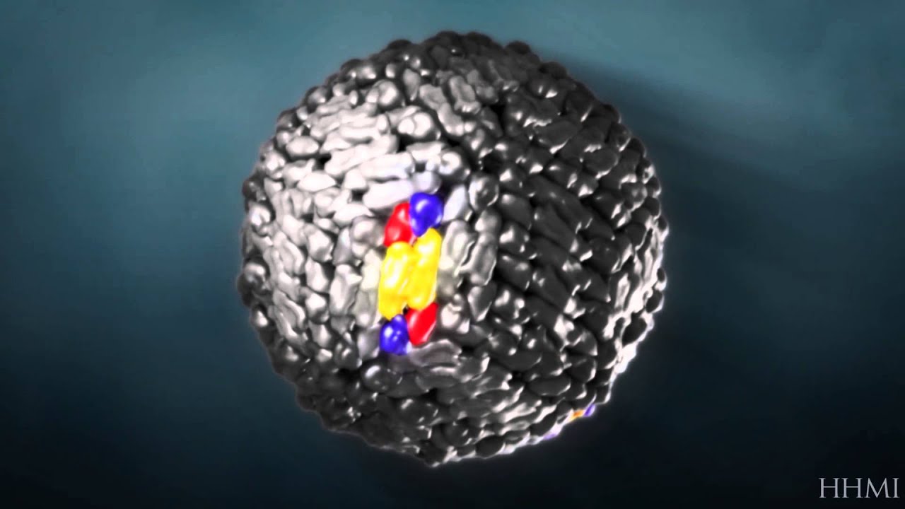 What Is the Dengue Virus? &mdash; HHMI BioInteractive Video