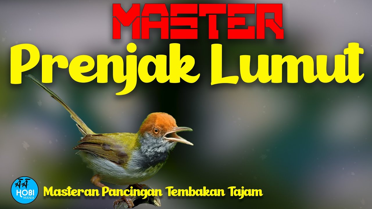 MASTER PRENJAK LUMUT | Tembakan Pedas + Jeda terapi Air