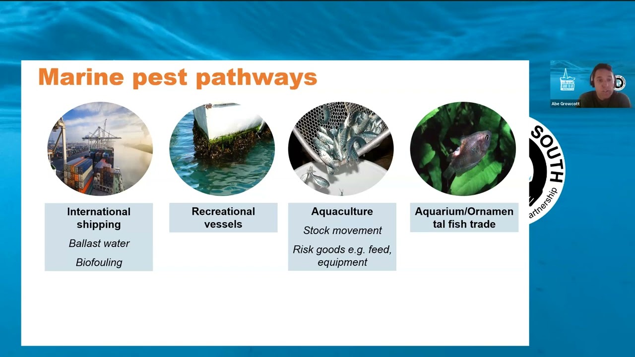 Marine Pest ID Webinar - June 2025