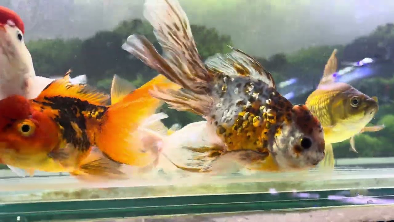 Parte 3/4 vejam todos os peixes da loja em 23/1