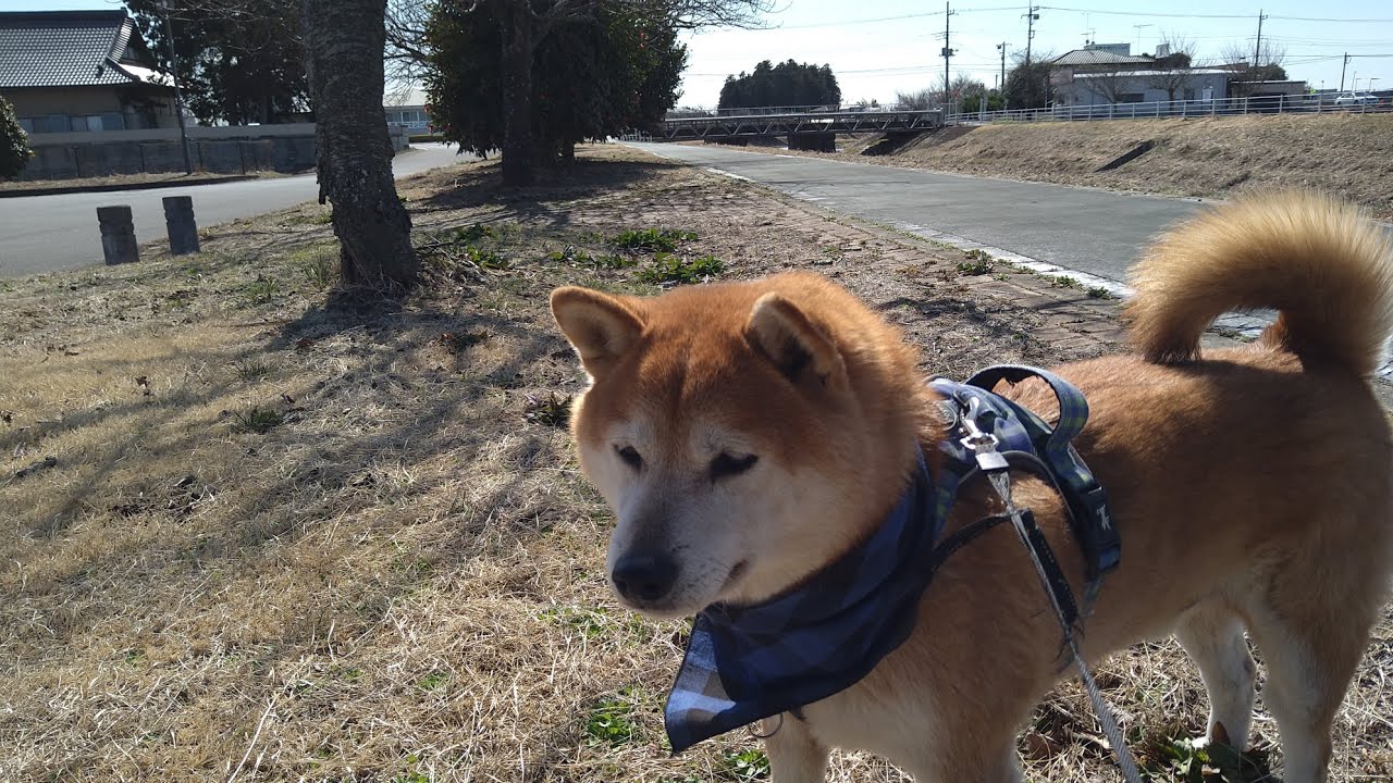 柴犬さんぽ🐾みんなでお散歩👣20260307