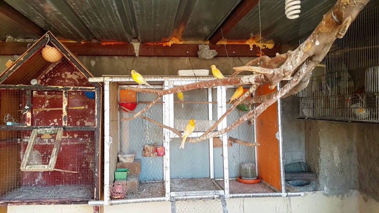 Homemade, Enormous cage for birds (Aviary)