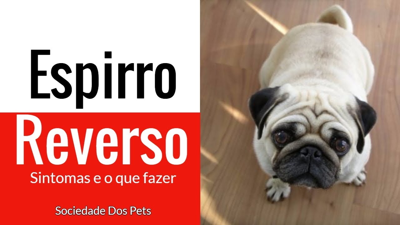 Falta de ar? Engasgo?! Não, Espirro reverso - Sociedade Dos pets