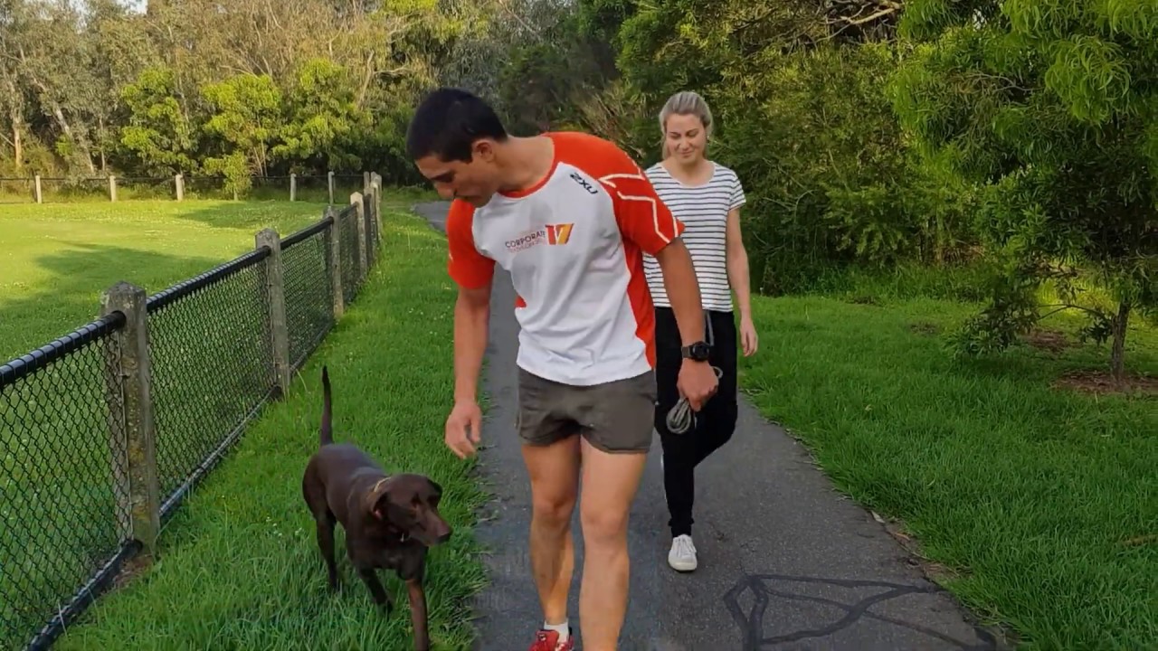 German Short Haired Pointer Trained To Stay Away From Snakes - GSP Training For Snakes