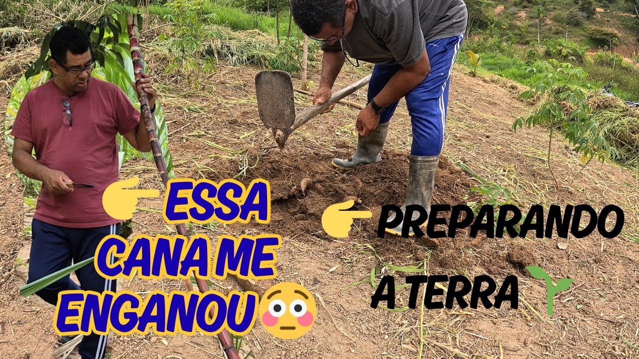 Café, banana, canela e uma cana dura demais pra acreditar 😅preparando a terra da mandioca