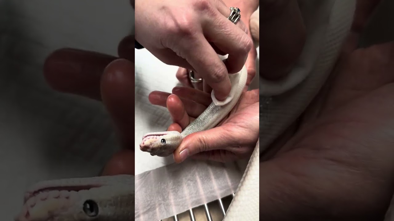 How to get adhesive residue off a snake without hurting them