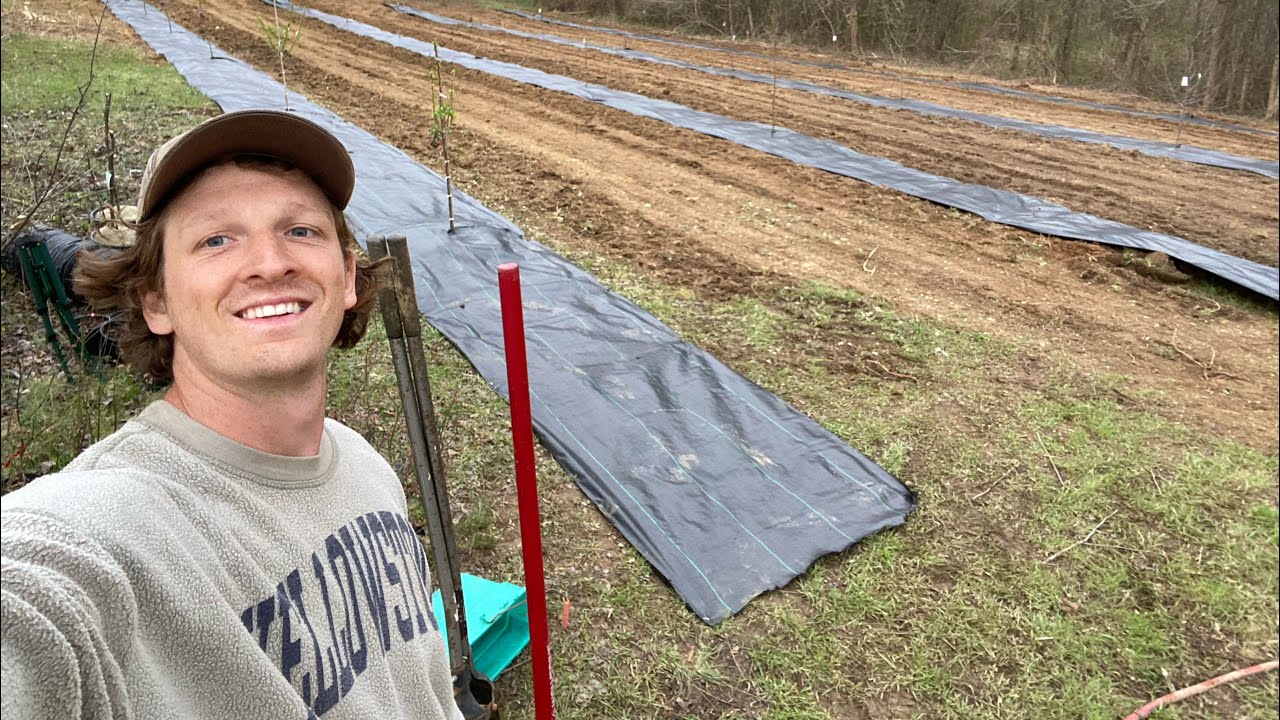 Fruit Trees and Berries in FABRIC  | Controlling WEEDS