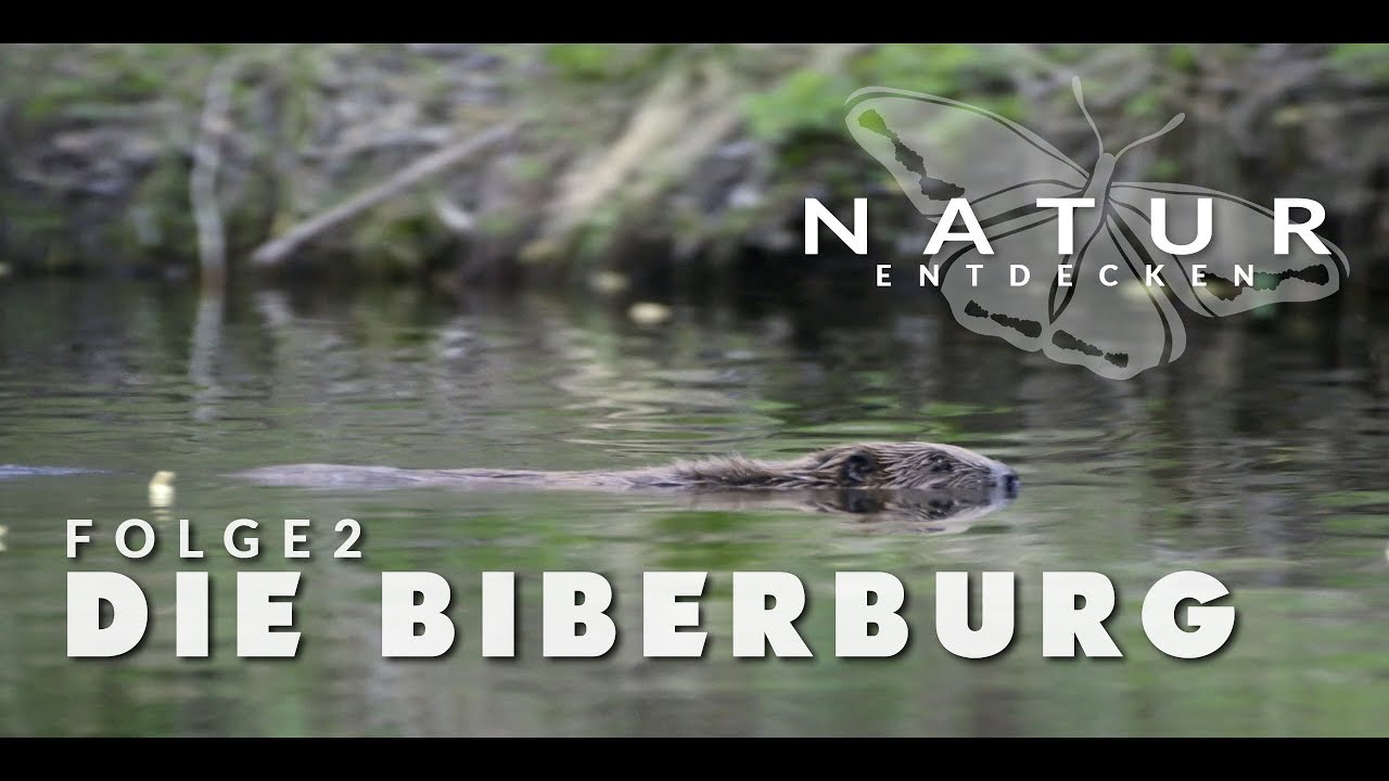 Natur entdecken - Folge 2 - Die Biberburg