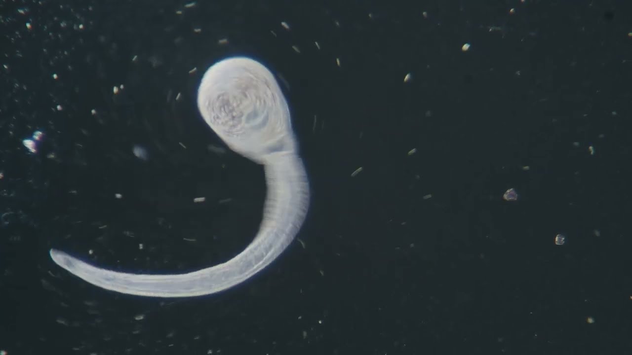 Microbiology Final Review