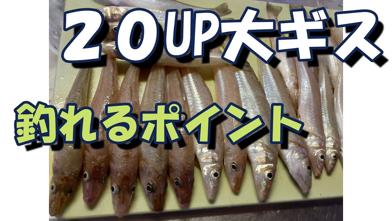 【本当は教えたく無い】大ギスが安定して釣れる場所
