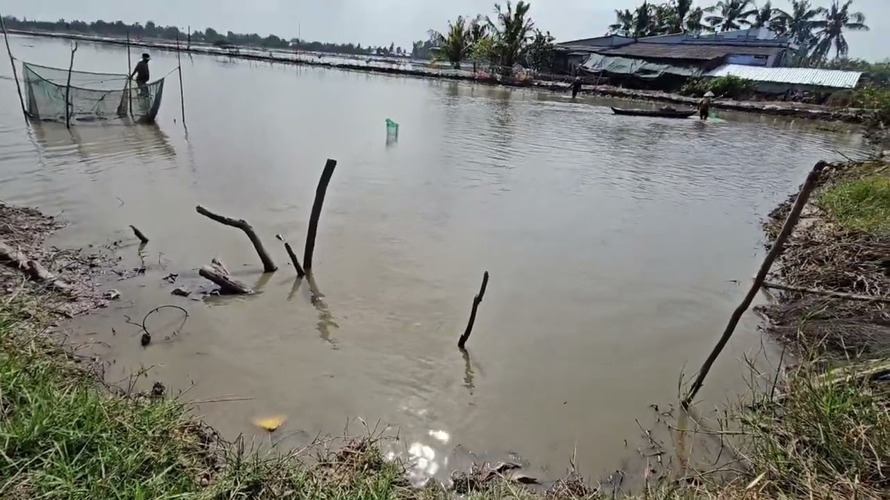 Thu hoạch cá thác nước đông xuân