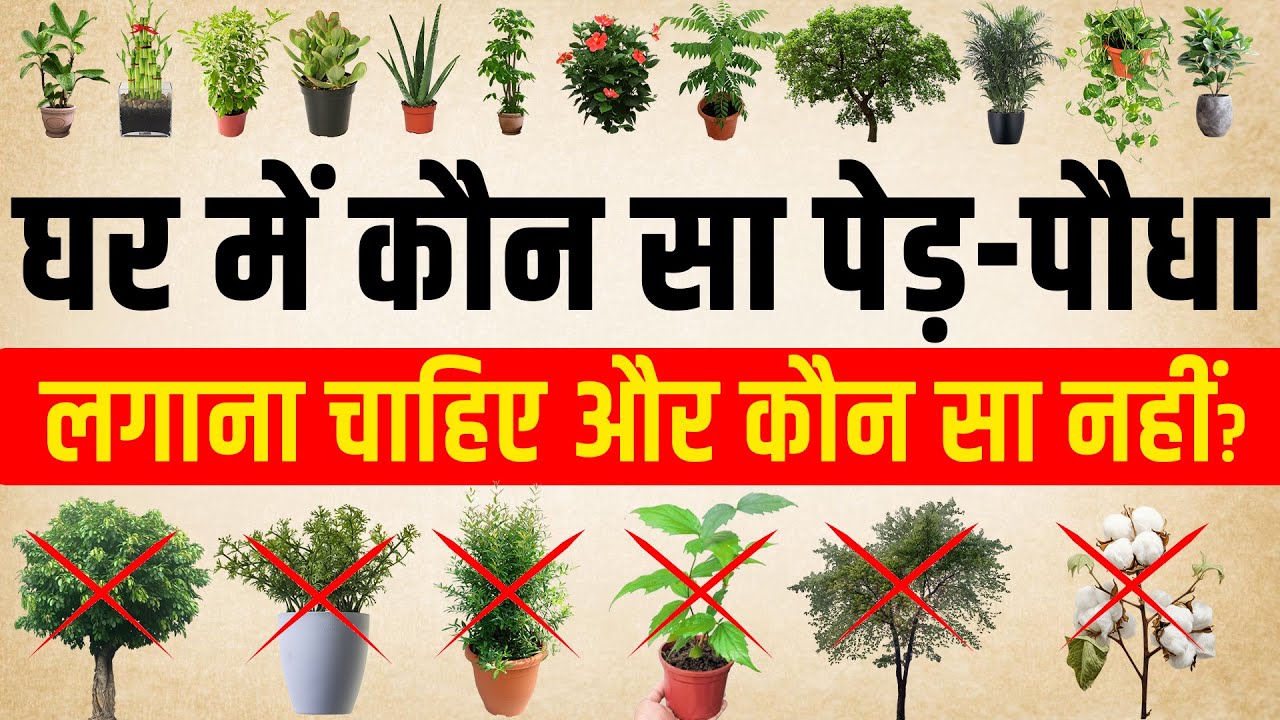घर में कौन सा पेड़ पौधा लगाना चाहिए और कौन सा नहीं? | घर में लगाने योग्य 28 अत्यंत शुभ पेड़ पौधे।
