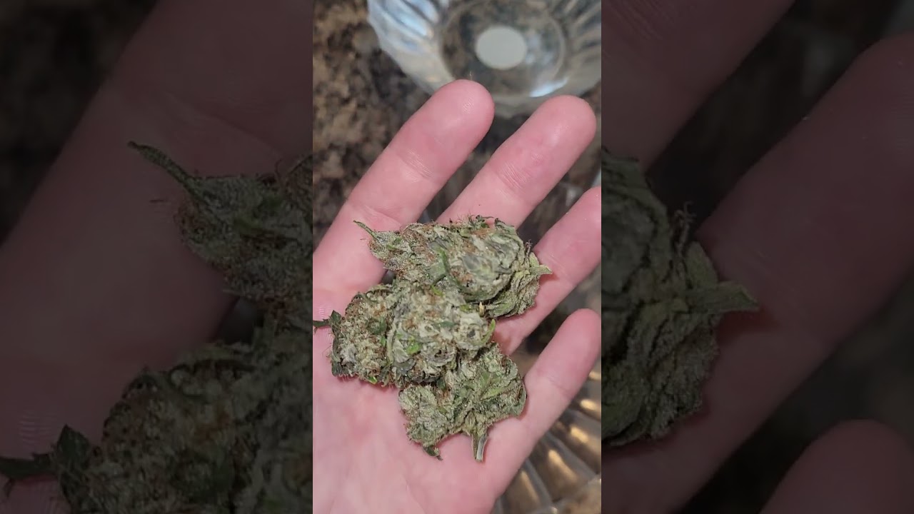 Banana Purple Punch Auto Harvest