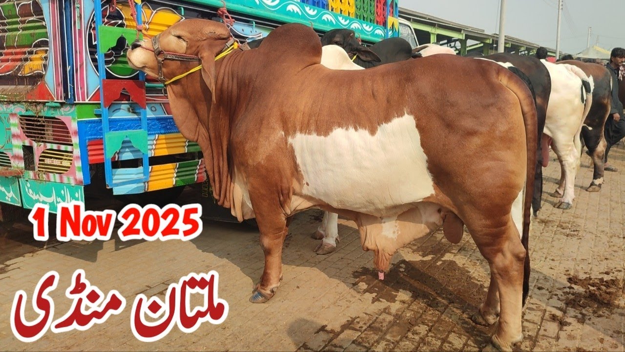 Mandion Main Gahak Agya 😍 1 Nov 2025 Saturday Multan Cow Mandi Fresh Rates Update