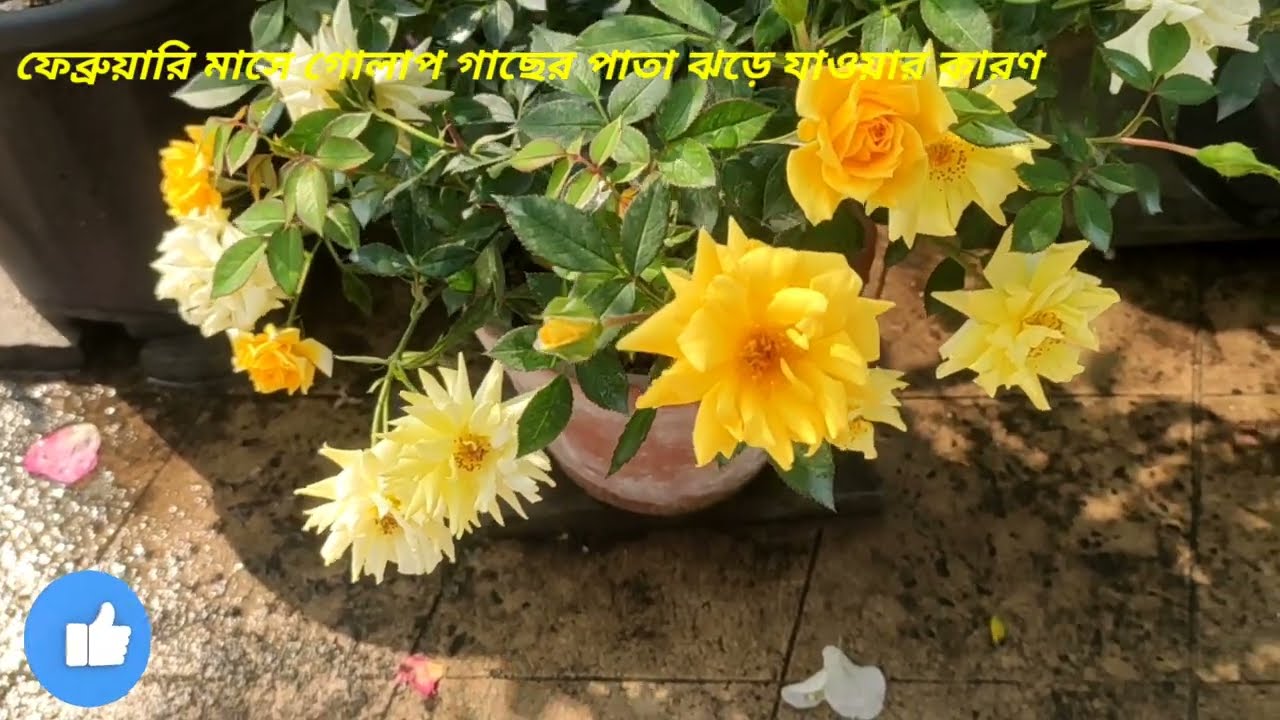 ফেব্রুয়ারি মাসে গোলাপ গাছের পাতা ঝড়ে যাওয়ার কারণ 👇 