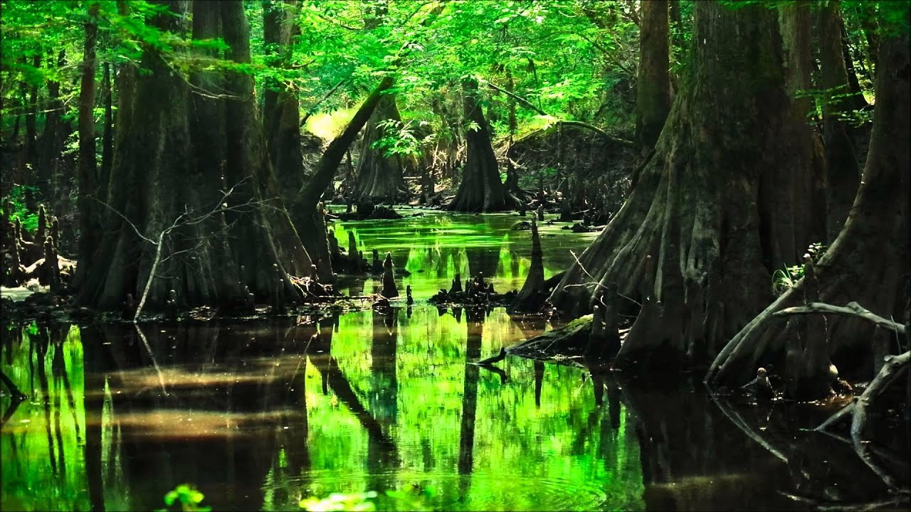Flip'C - Swampy Bass