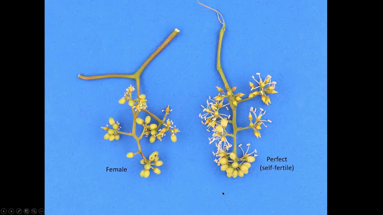 Muscadine grape flower types.