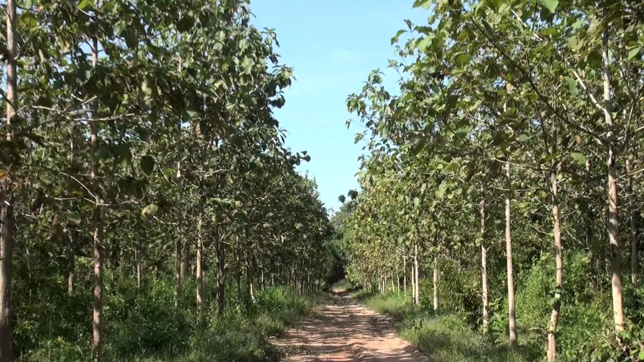 พัฒนาสายพันธุ์ไม้สัก