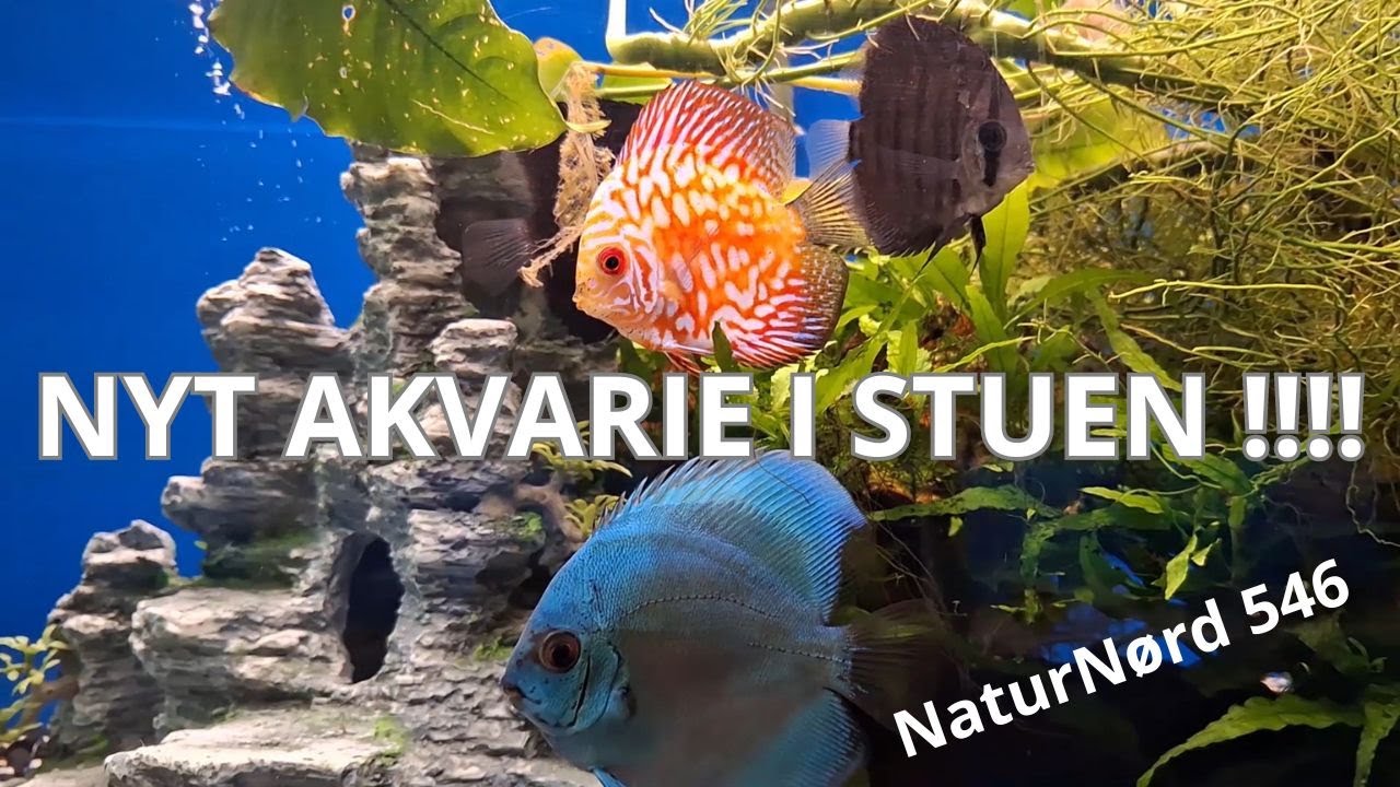 NYT KÆMPE AKVARIE FRA BONNIE DYRECENTER ESBJERG.