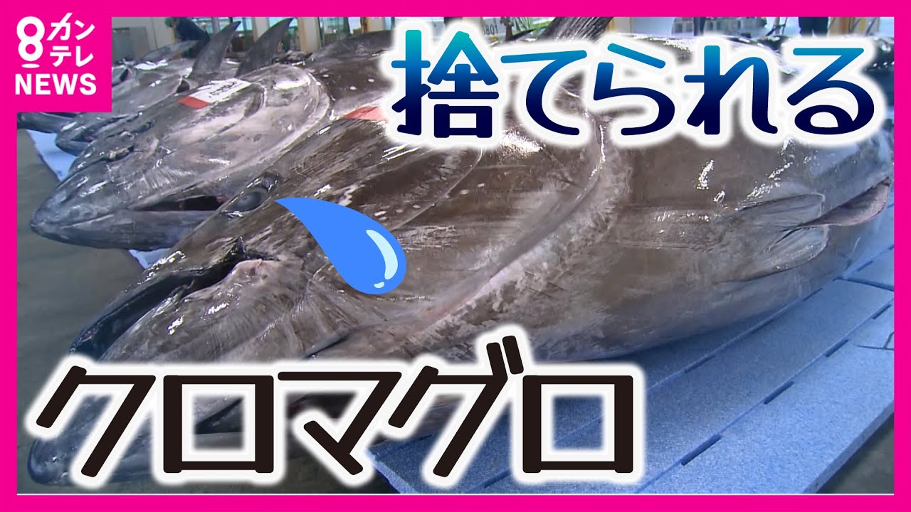 【「クロマグロ」漁獲枠拡大へ】「とれても赤字になる」高級魚クロマグロを海に捨てる漁師　国際会議で漁獲枠1.5倍に増加することで合意〈カンテレNEWS〉