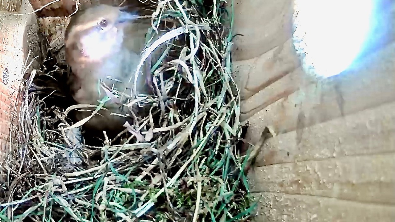 House Sparrow Nest Box activity April 9th