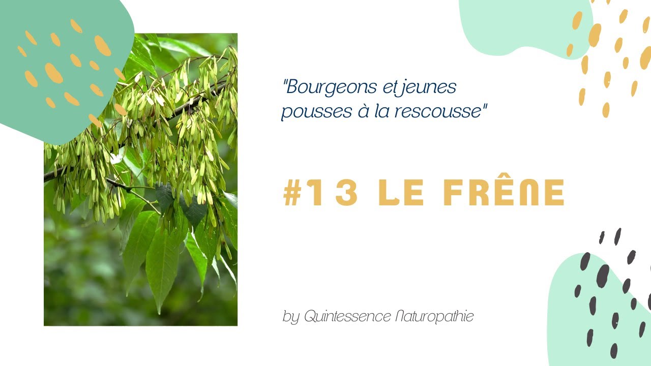 #13 Le mac&eacute;r&acirc;t de bourgeons de fr&ecirc;ne : inflammation ost&eacute;o-articulaire, goutte, surpoids, etc.