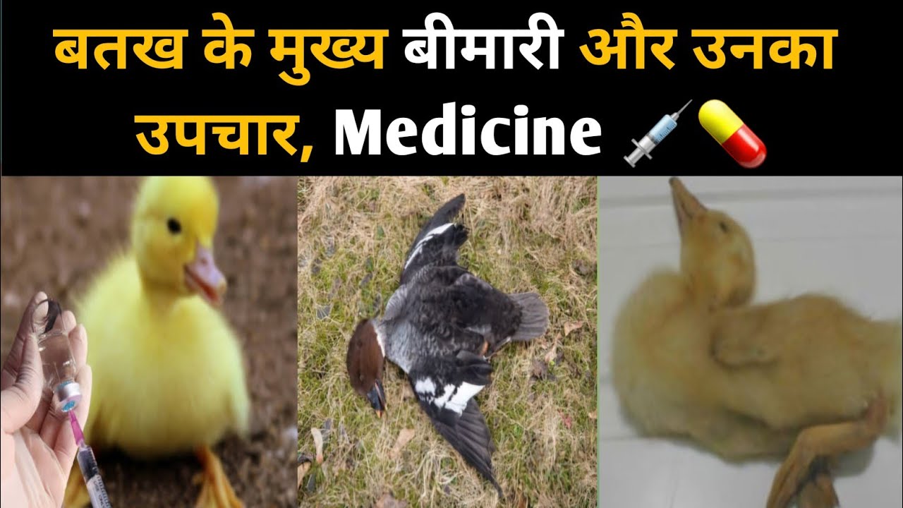 duck diseases & treatment | बतख के सारे बीमारी और इलाज 🔥🦆💉| duck farm | poultry farming