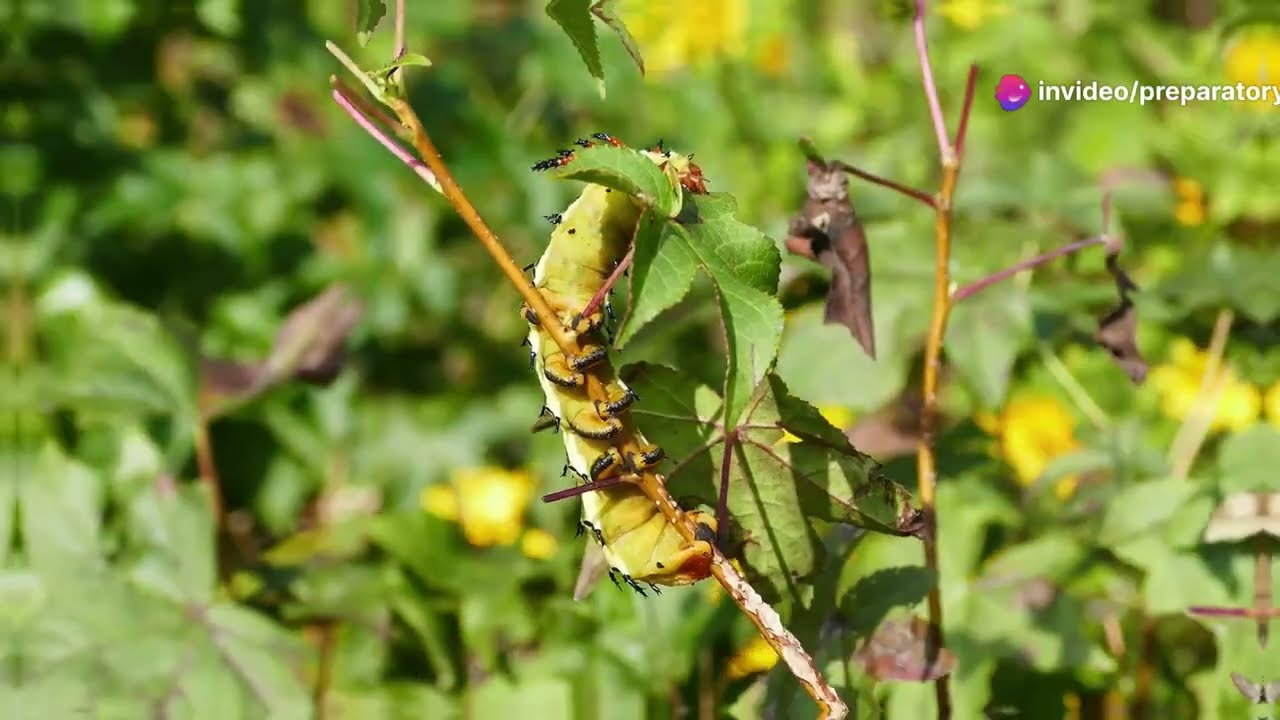Invertebrate Reproduction and Life Cycles