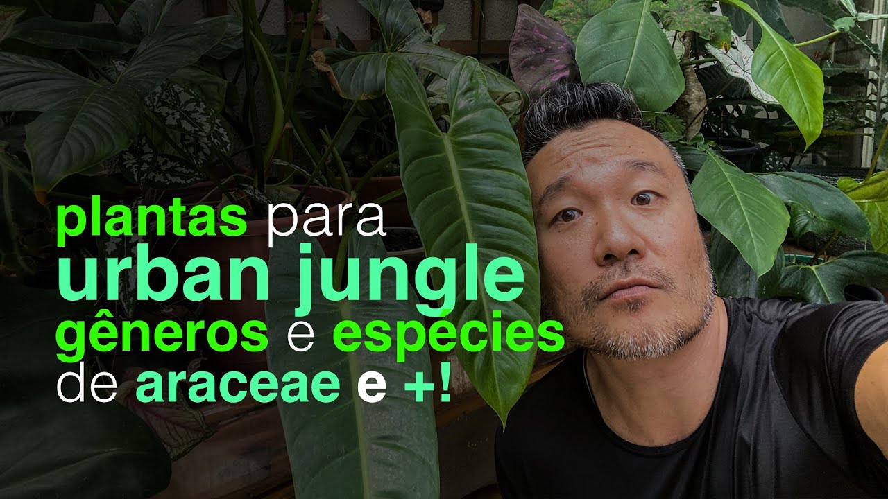 Plantas para Urban Jungle | G&ecirc;neros e Esp&eacute;cies de Araceae e mais | Jardineiros Urbanos | Flay