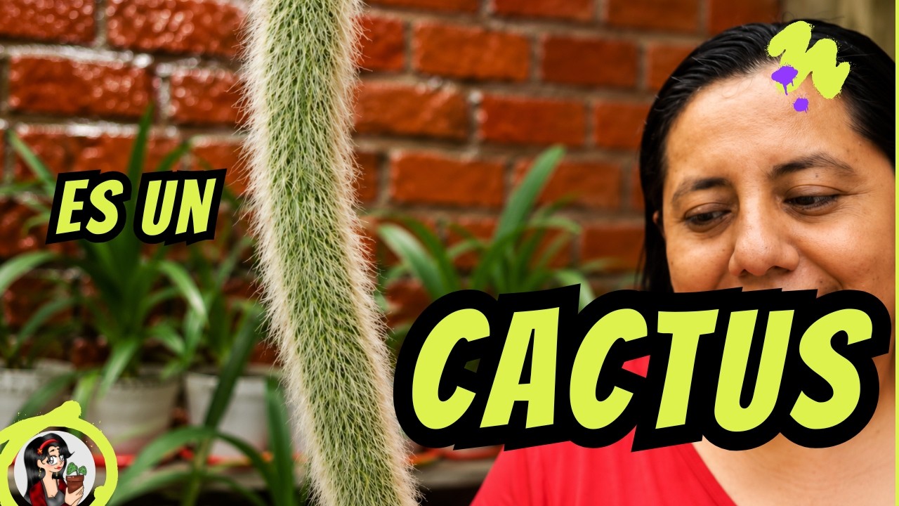 Cactus cola de mono: cuidados, floración y secretos para que crezca hermoso