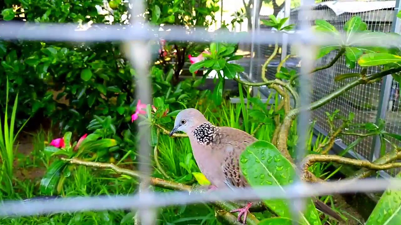 Lồng avi đẹp