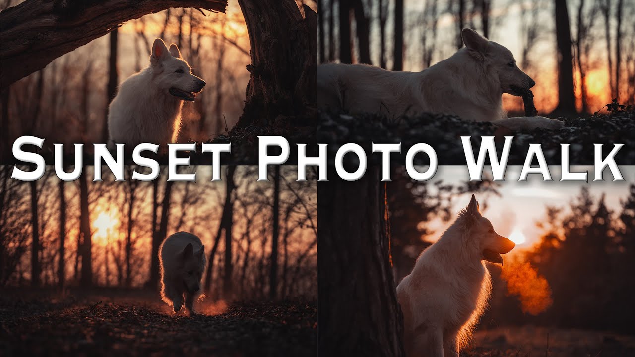 Sunset Photo Walk / POV / 4k
