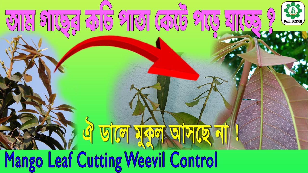 আম গাছের কচি পাতা কেটে পড়ে যাচ্ছে ? সহজ সমাধান || Mango Leaf Cutting Weevil Control