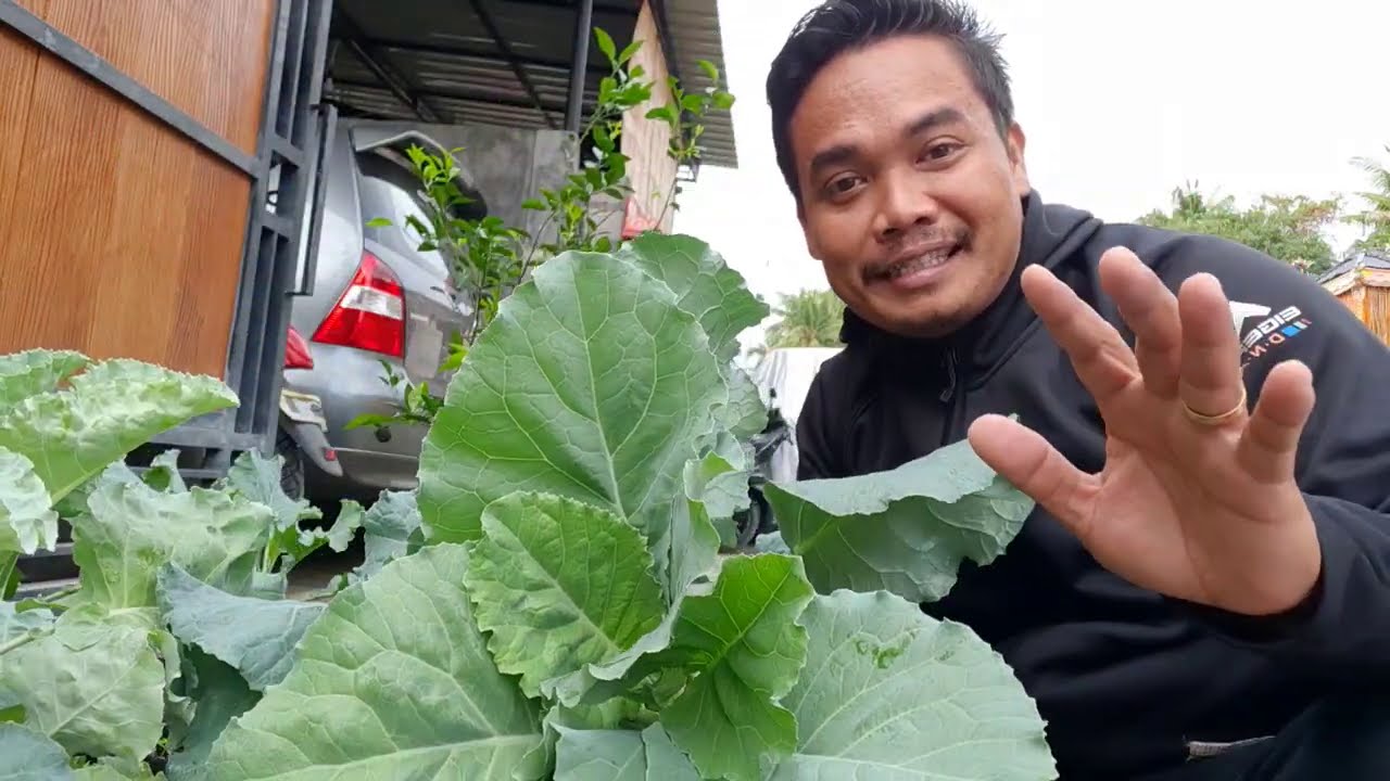 Cara Panen Sayur  Kailan Bisa Berkali-kali Panen di Pagar Depan Rumah