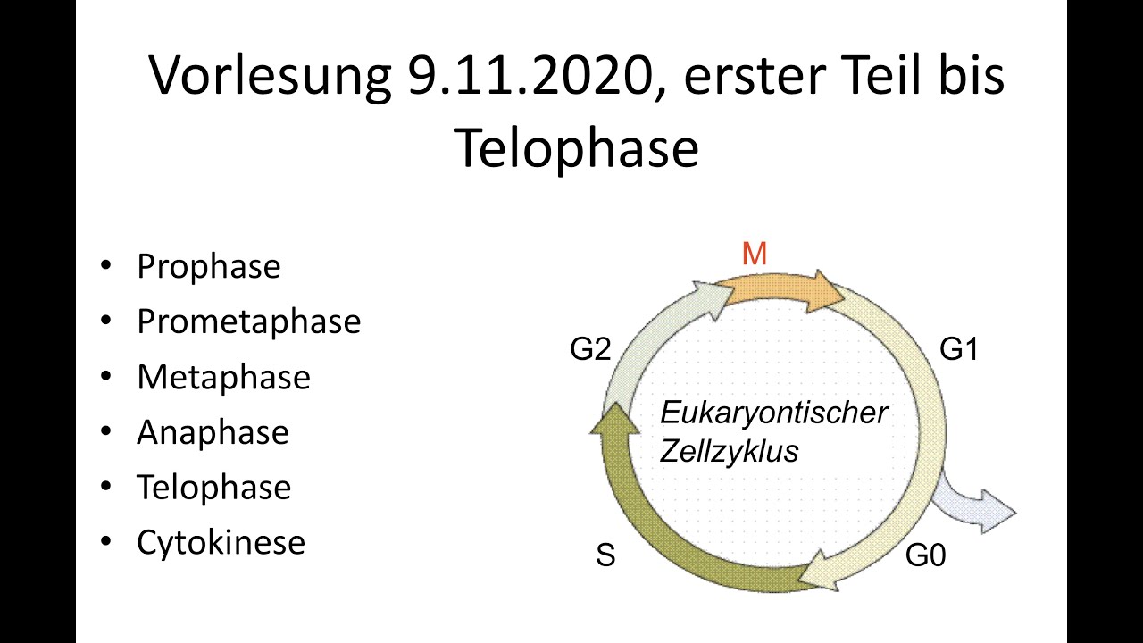 Vorlesung MolMed BSC, 1. Semester, 2020 an der MUIzoom 1