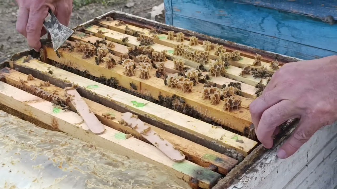 Yaz baxımı / sıxlaşdırılmış və sıxlaşdırılmamış arı qutusu / qış sonrası ilk baxış / arıçılıq