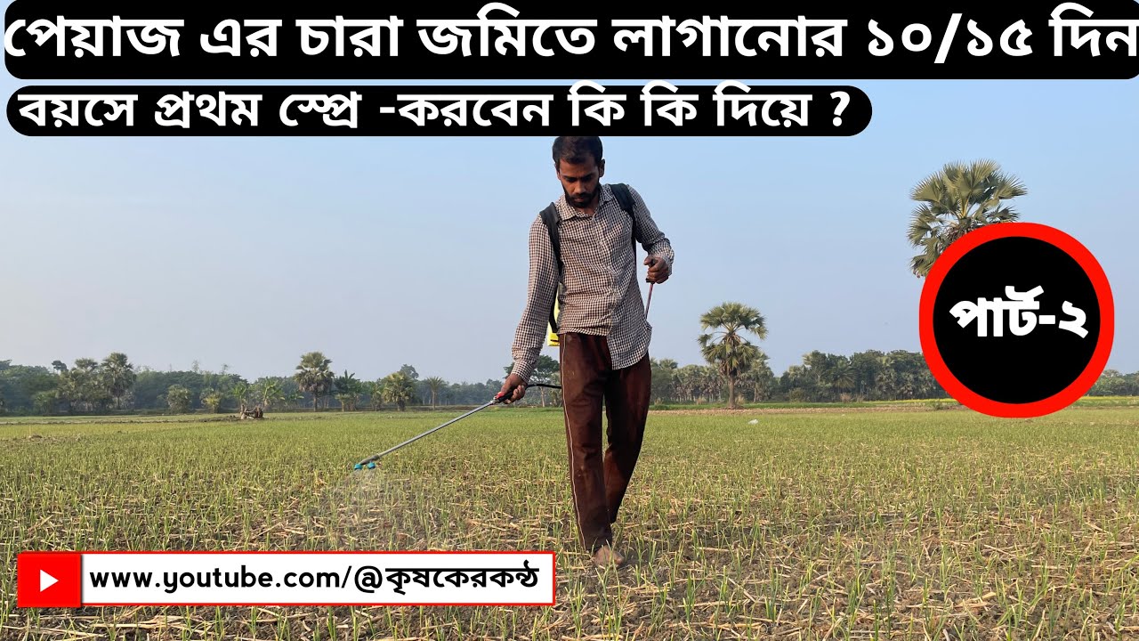 পেয়াজ এর চারা জমিতে লাগানোর ১০/১৫ দিন বয়সে প্রথম স্প্রে -করবেন কি কি দিয়ে ?