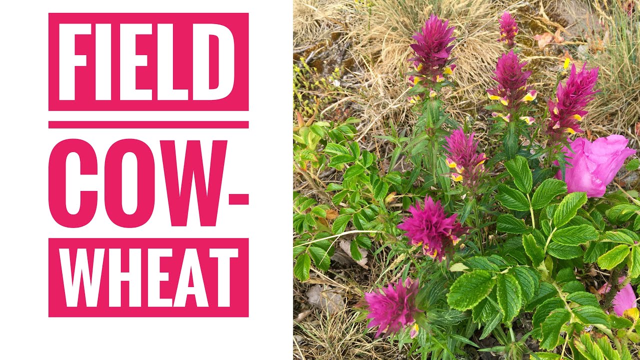 Field Cow-wheat / Ager Kohvede (Melampyrum arvense) 🚩 Flamme Rouge Nature